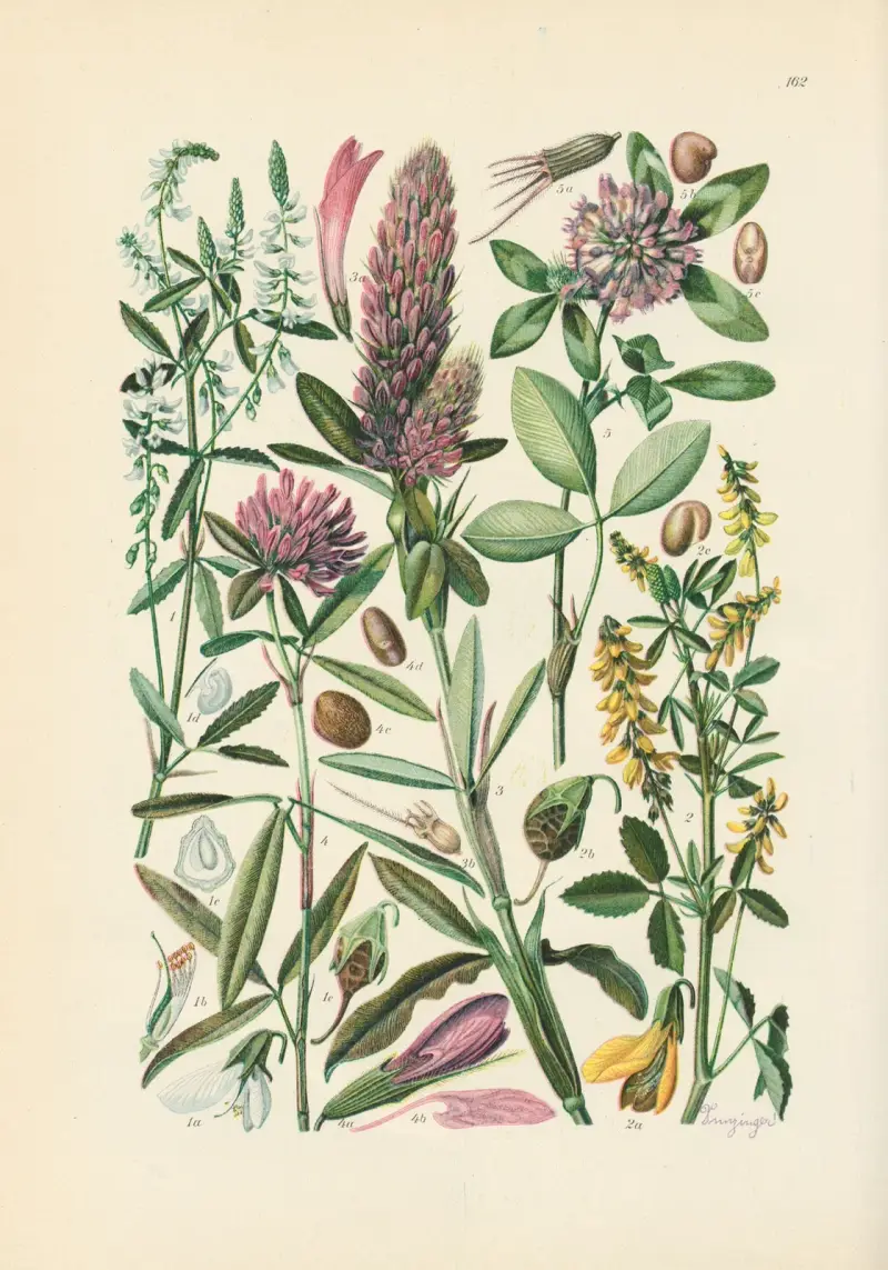 Illustrierte Flora von Mitteleuropa Taf. 162 von Gustav Hegi