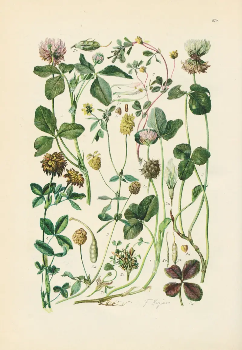 Illustrierte Flora von Mitteleuropa Pl.164 av Gustav Hegi