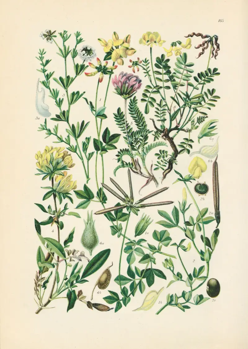 Illustrierte Flora von Mitteleuropa Pl.165 av Gustav Hegi