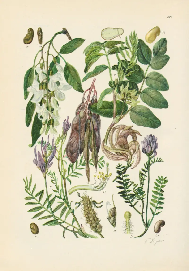 Illustrierte Flora von Mitteleuropa Pl.166 av Gustav Hegi