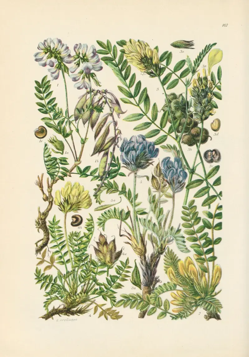 Illustrierte Flora von Mitteleuropa Pl.167 av Gustav Hegi