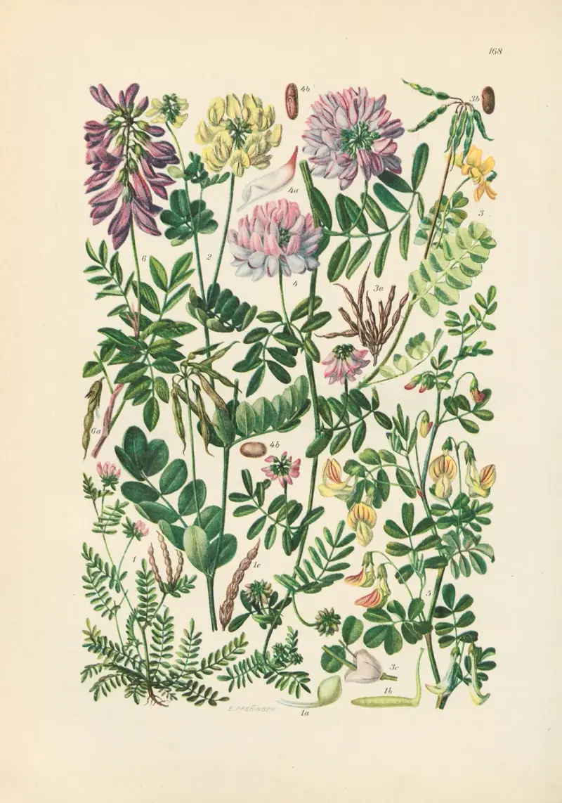 Illustrierte Flora von Mitteleuropa Pl.168 av Gustav Hegi