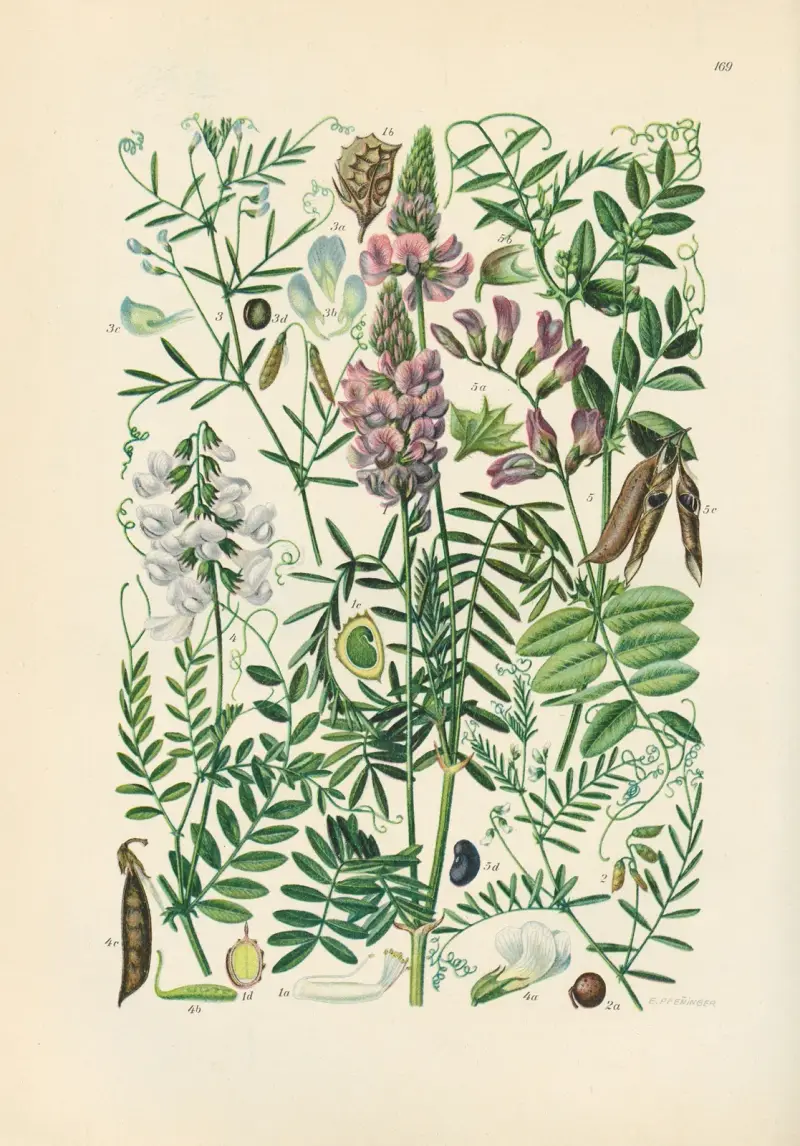 Illustrierte Flora von Mitteleuropa Pl.169 av Gustav Hegi
