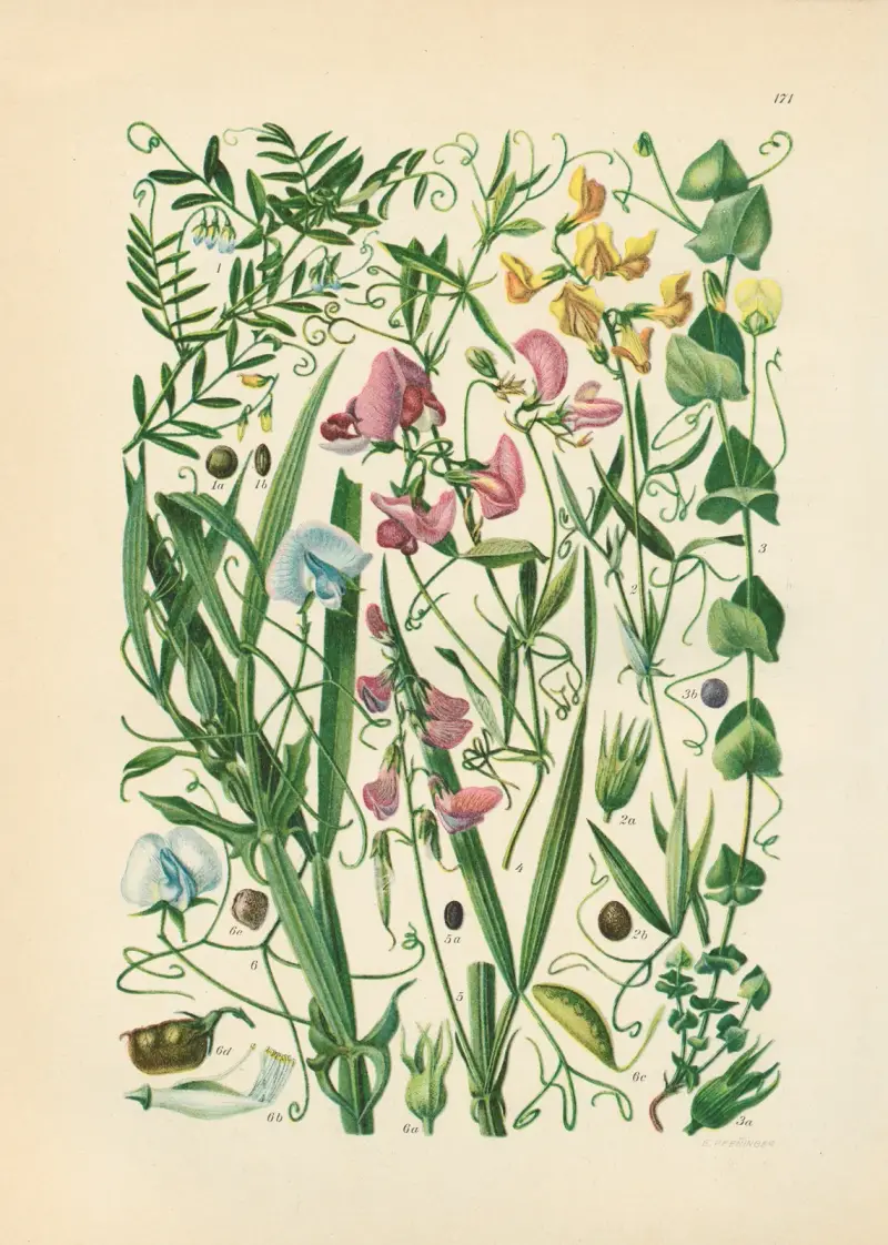 Illustrierte Flora von Mitteleuropa Pl.171 av Gustav Hegi