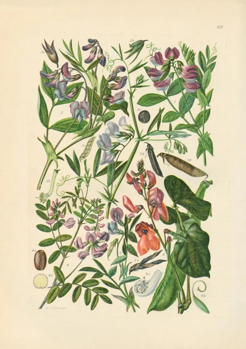 Illustrierte Flora von Mitteleuropa Pl.172 av Gustav Hegi