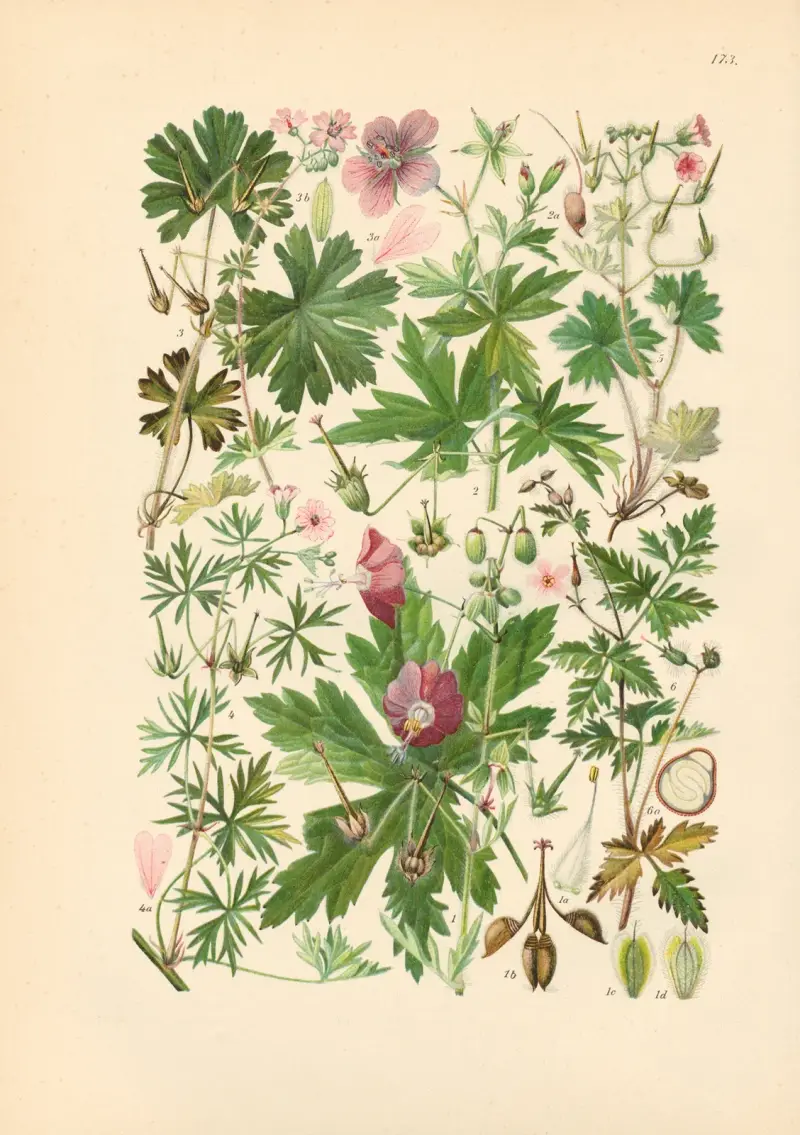 Illustrerade flora från Centraleuropa plansch 173 av Gustav Hegi