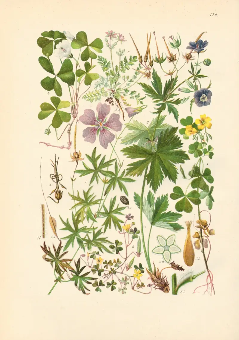 Illustrierte Flora von Mitteleuropa Pl.174 av Gustav Hegi