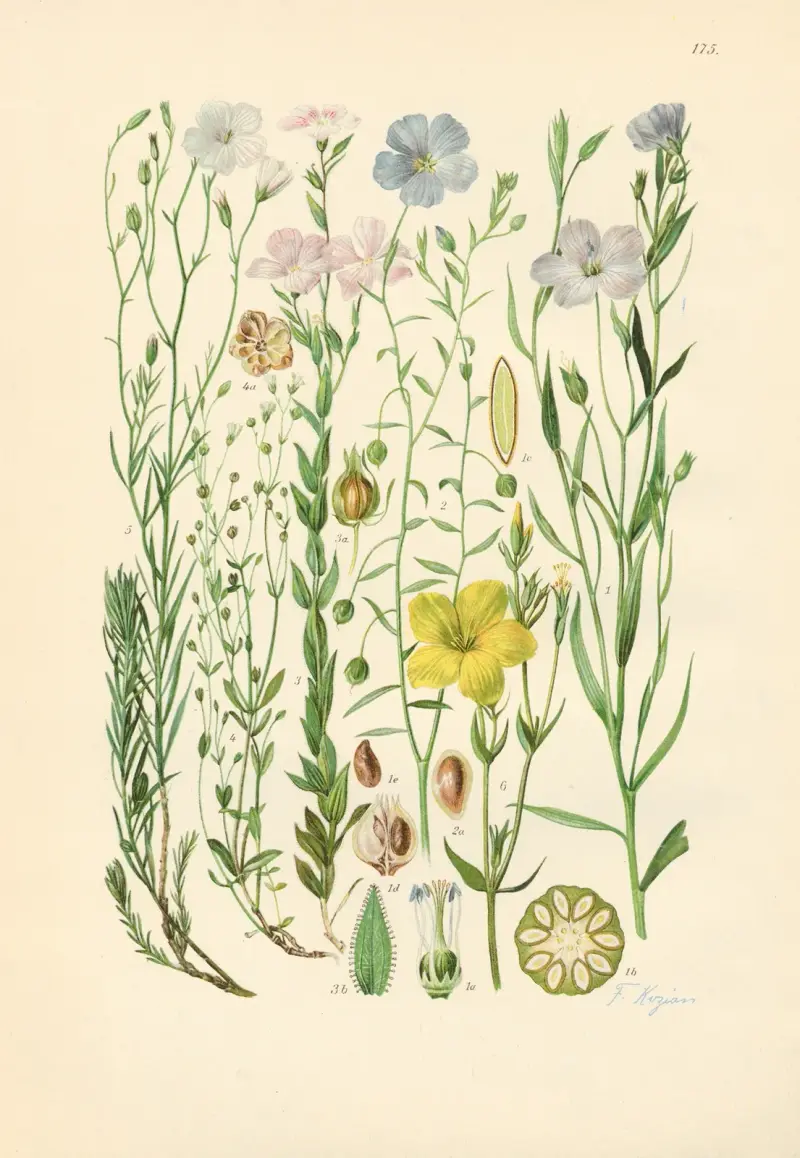 Illustrerad flora från Centraleuropa pl. 175 av Gustav Hegi