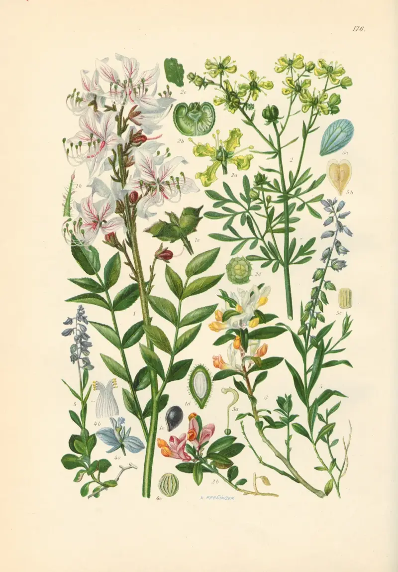 Illustrerad flora från Centraleuropa plansch 176 av Gustav Hegi