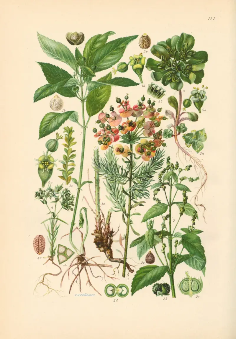 Illustrierte Flora von Mitteleuropa Pl.177 av Gustav Hegi