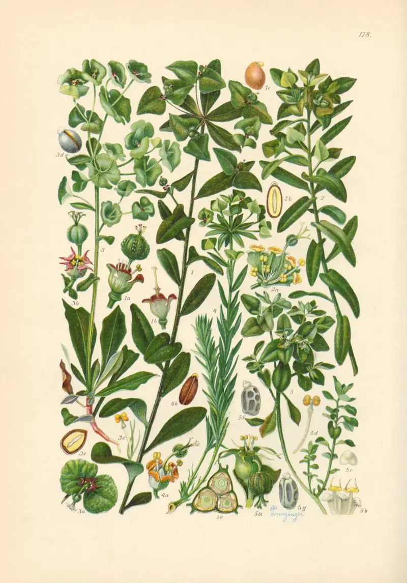 Illustrierte Flora von Mitteleuropa Pl.178 av Gustav Hegi