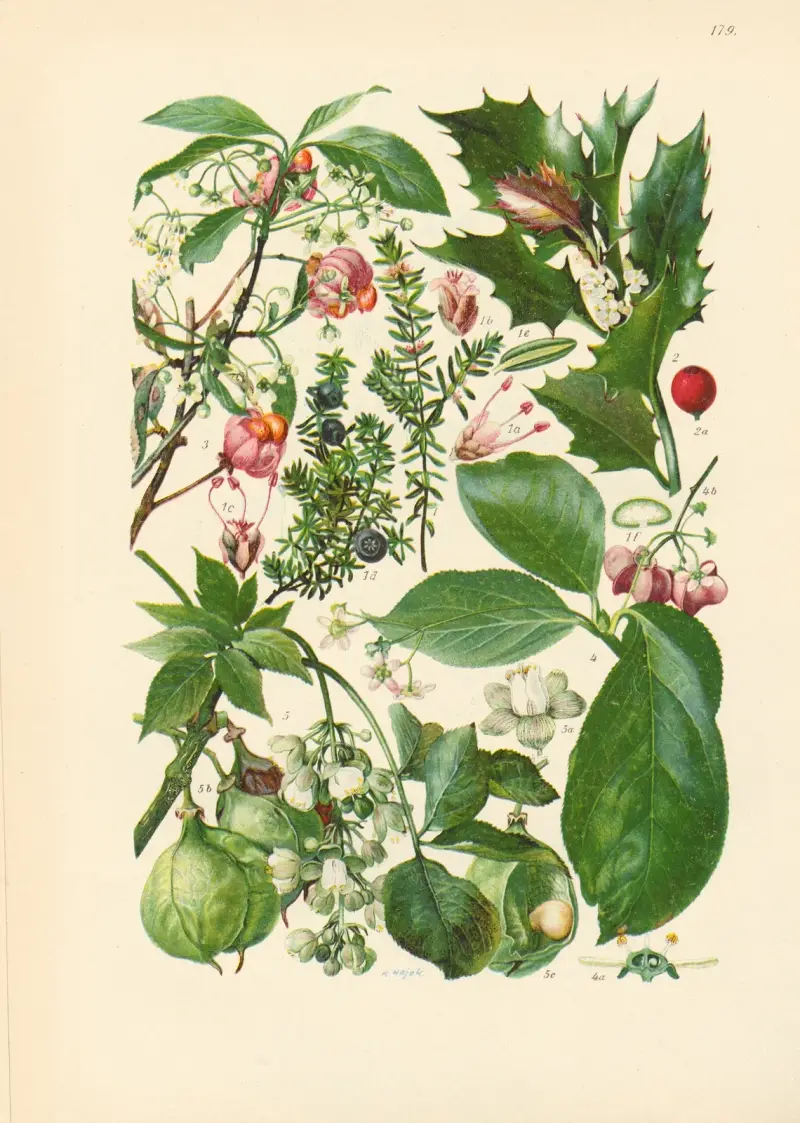 Illustrierte Flora von Mitteleuropa Pl.179 av Gustav Hegi