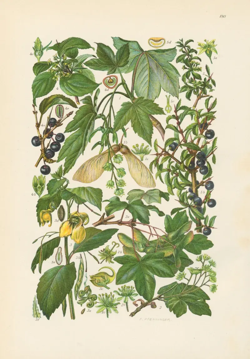 Illustrerad flora för Centraleuropa, plansch 180 av Gustav Hegi