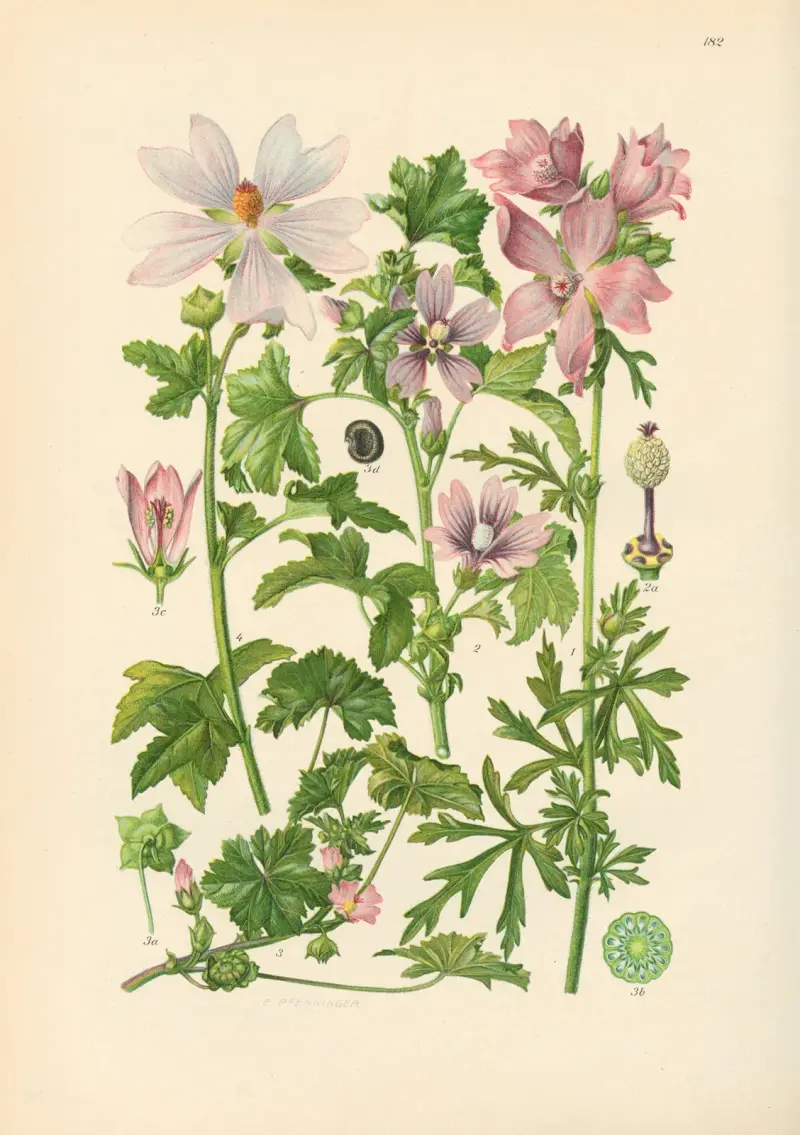 Illustrierte Flora von Mitteleuropa Pl.182 av Gustav Hegi