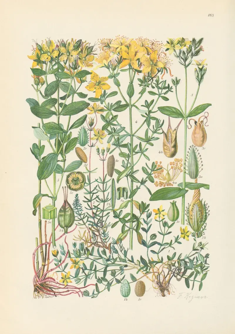 Illustrierte Flora von Mitteleuropa Pl. 183 von Gustav Hegi
