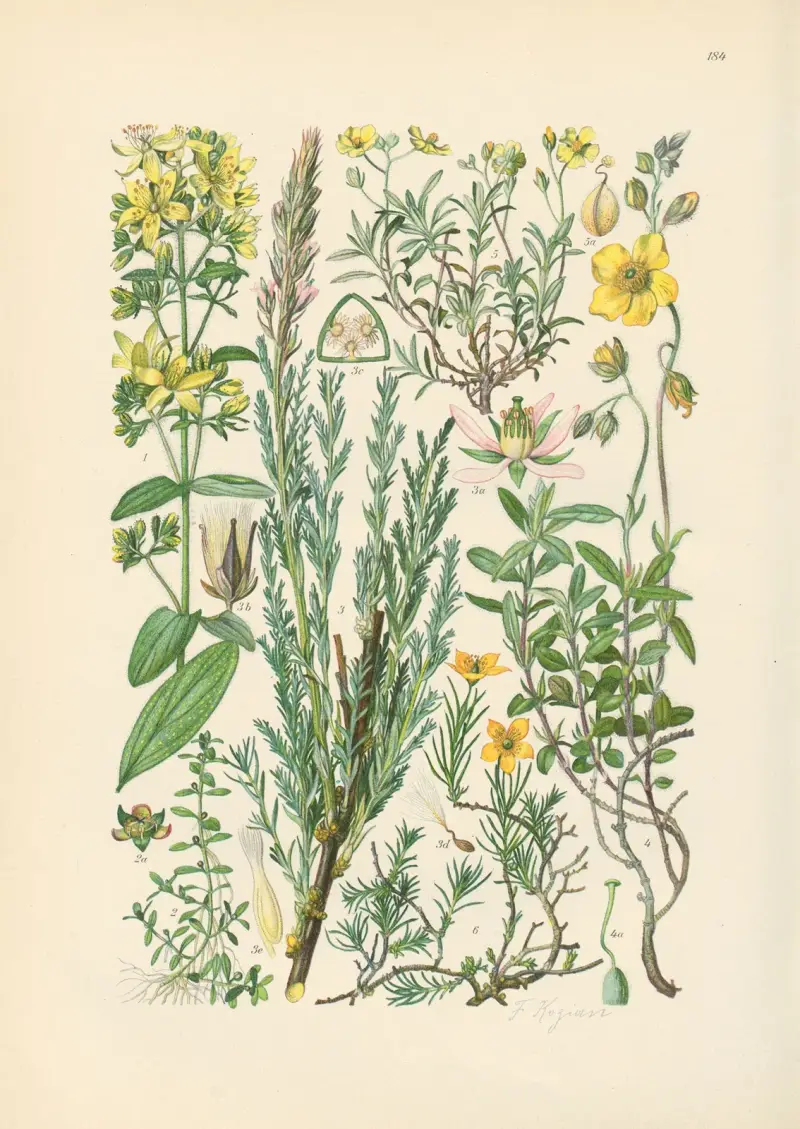 Illustrierte Flora von Mitteleuropa Pl.184 av Gustav Hegi