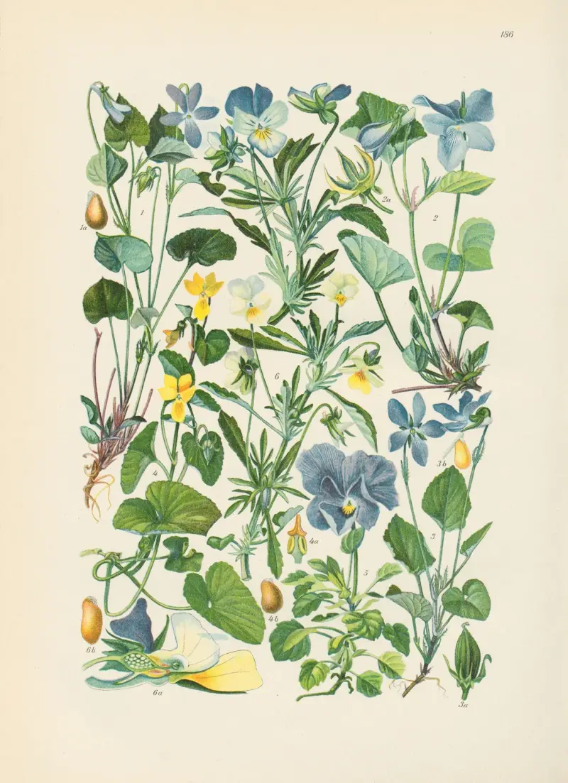 Illustrierte Flora von Mitteleuropa Pl.186 av Gustav Hegi