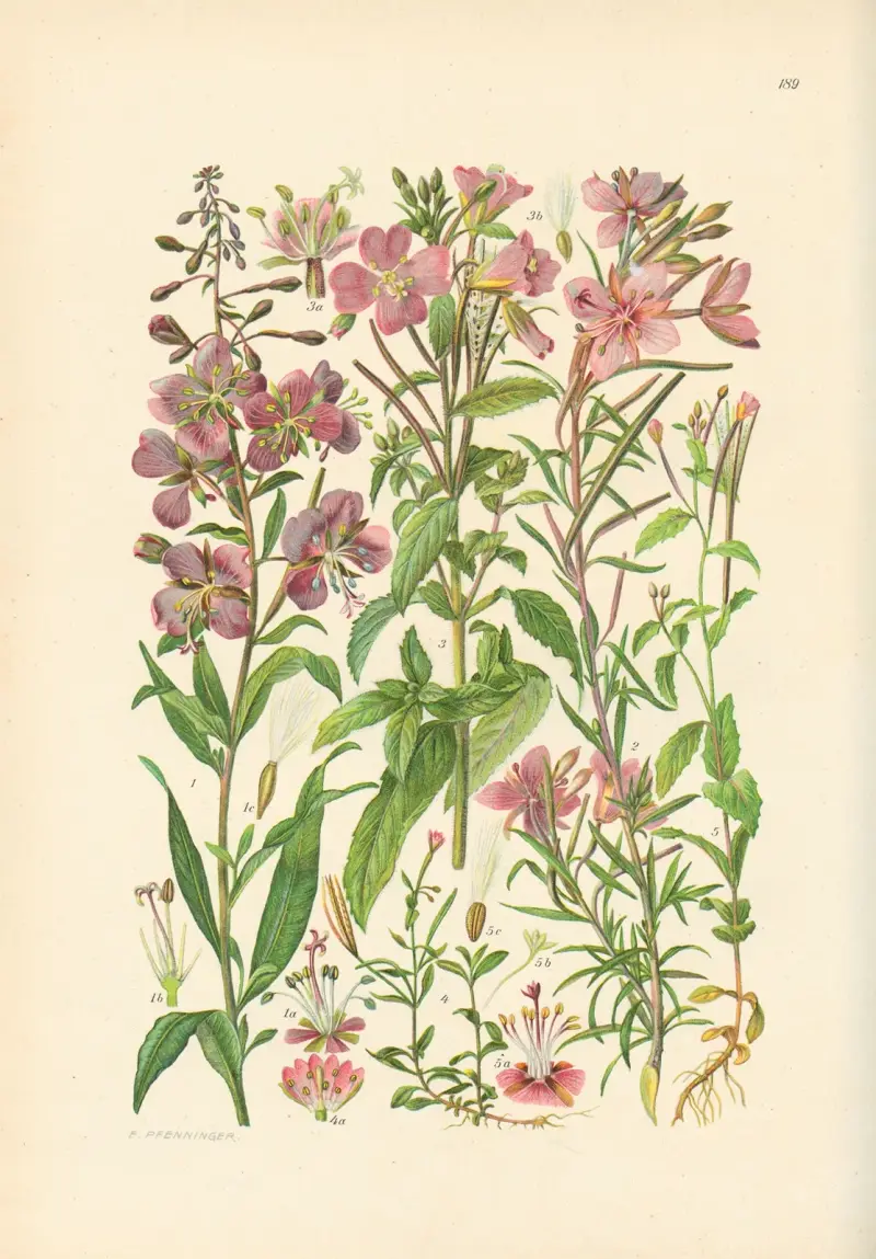 Illustrerad flora från centraleuropa, plansch 189 av Gustav Hegi