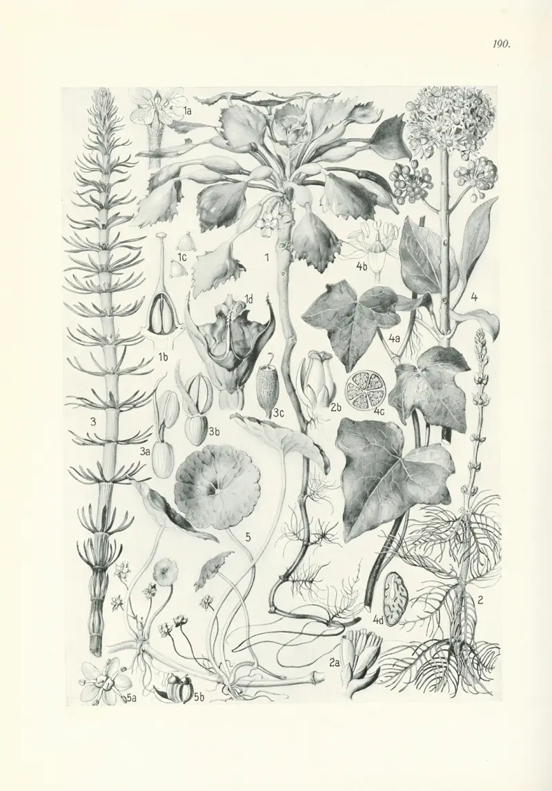 Illustrierte Flora von Mitteleuropa Pl.190 av Gustav Hegi