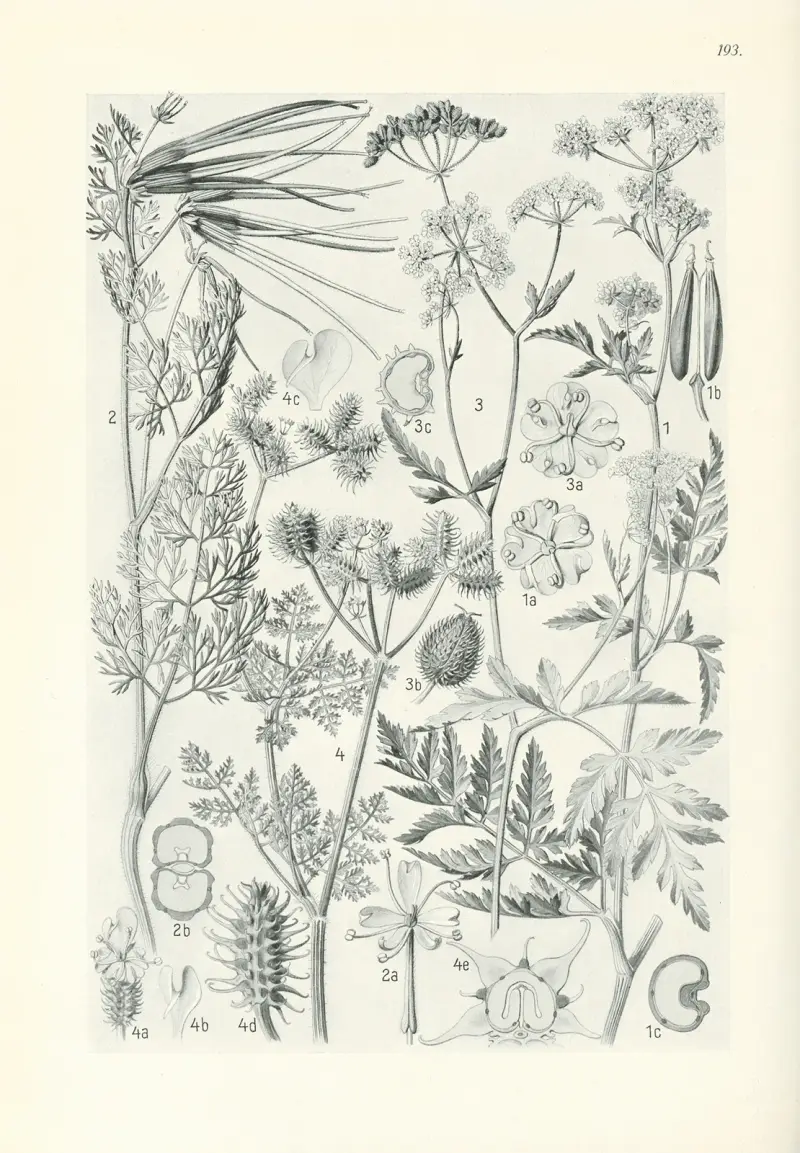Illustrierte Flora von Mitteleuropa Pl.193 av Gustav Hegi