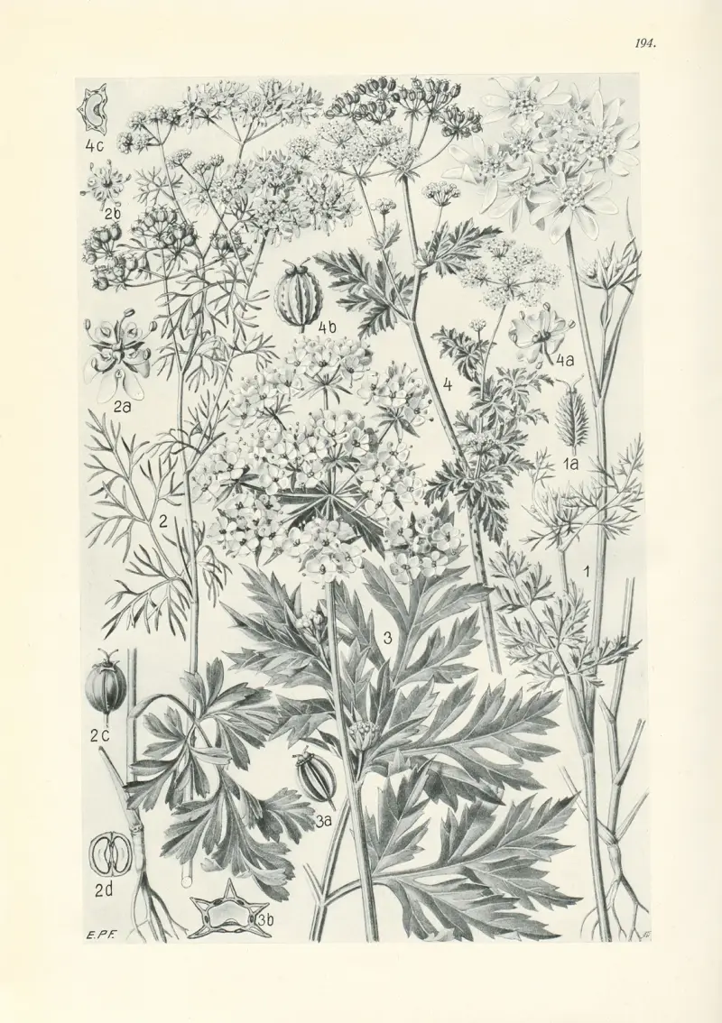 Illustrierte Flora von Mitteleuropa Pl.194 av Gustav Hegi