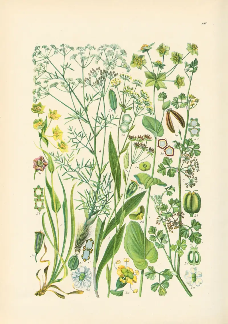Illustrerade flora från Centraleuropa Pl.195 av Gustav Hegi