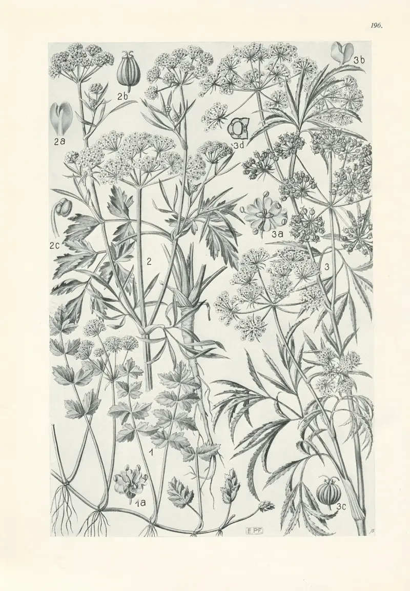 Illustrierte Flora von Mitteleuropa Pl. 196 von Gustav Hegi