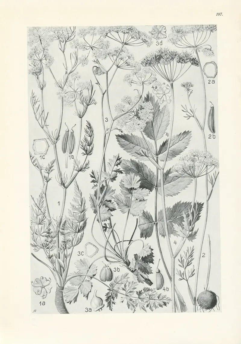 Illustrerad flora för Centraleuropa pl. 197 av Gustav Hegi