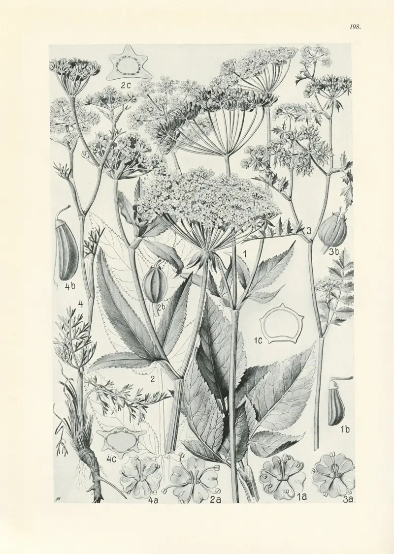 Illustrerad flora från Centraleuropa, plansch 198 av Gustav Hegi