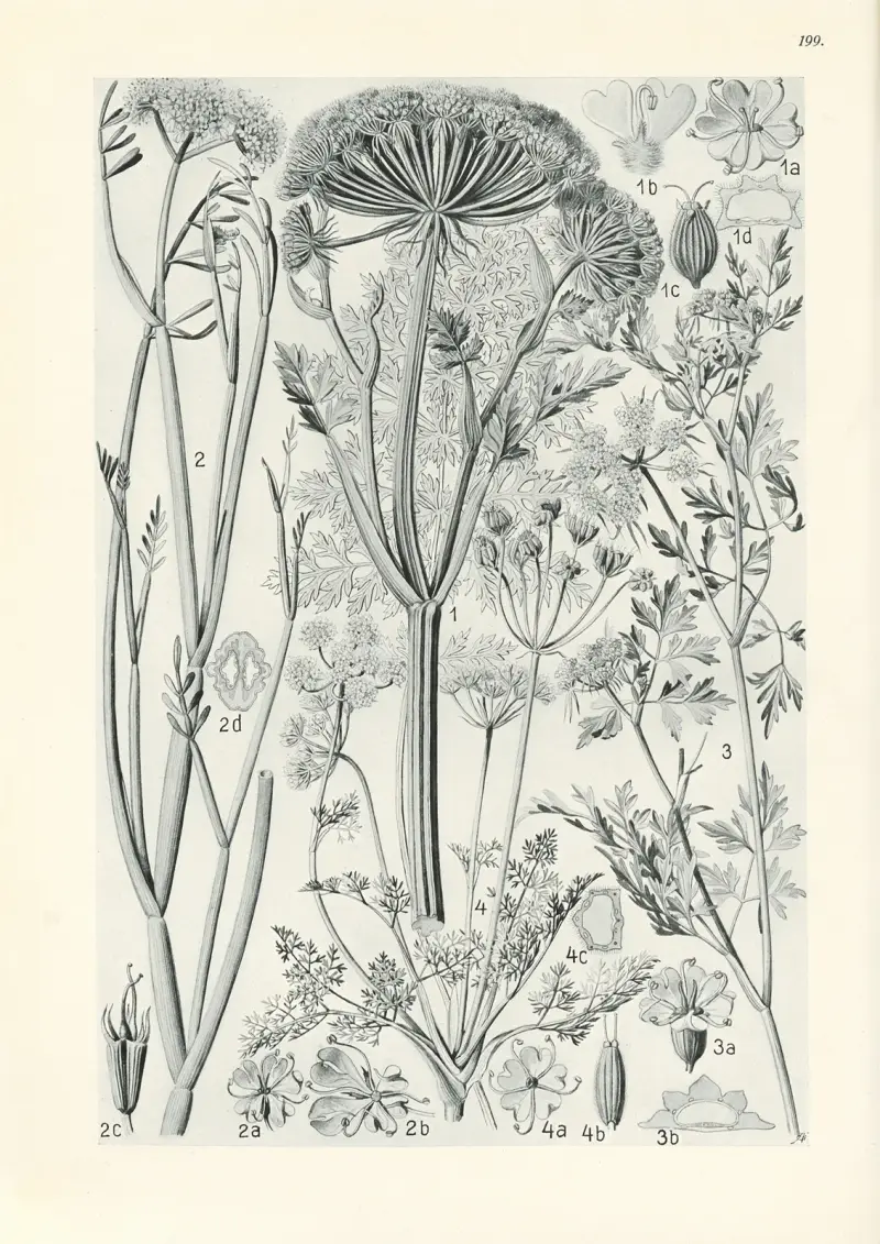 Illustrierte Flora von Mitteleuropa Pl.199 av Gustav Hegi