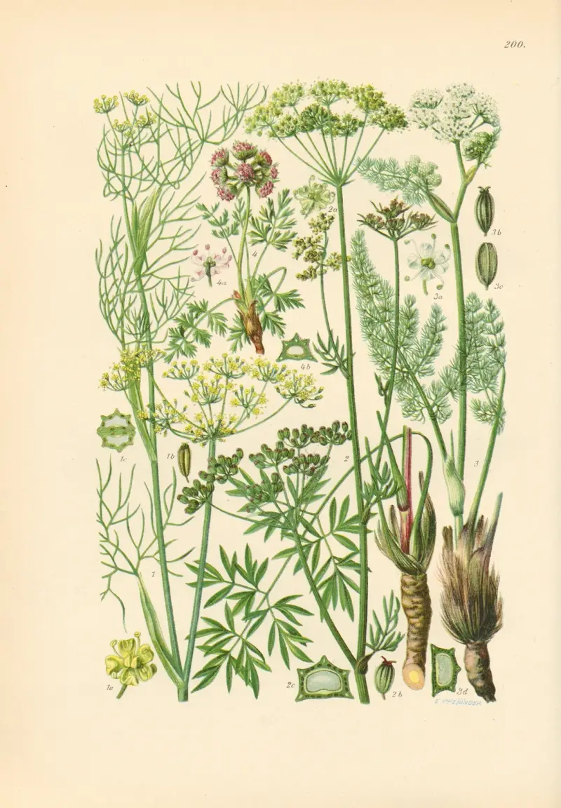 Illustrierte Flora von Mitteleuropa Pl.200 av Gustav Hegi