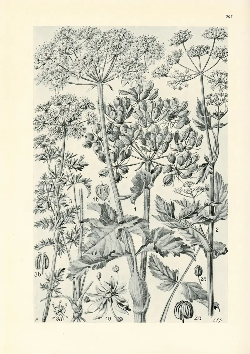 Illustrierte Flora von Mitteleuropa Pl.203 av Gustav Hegi