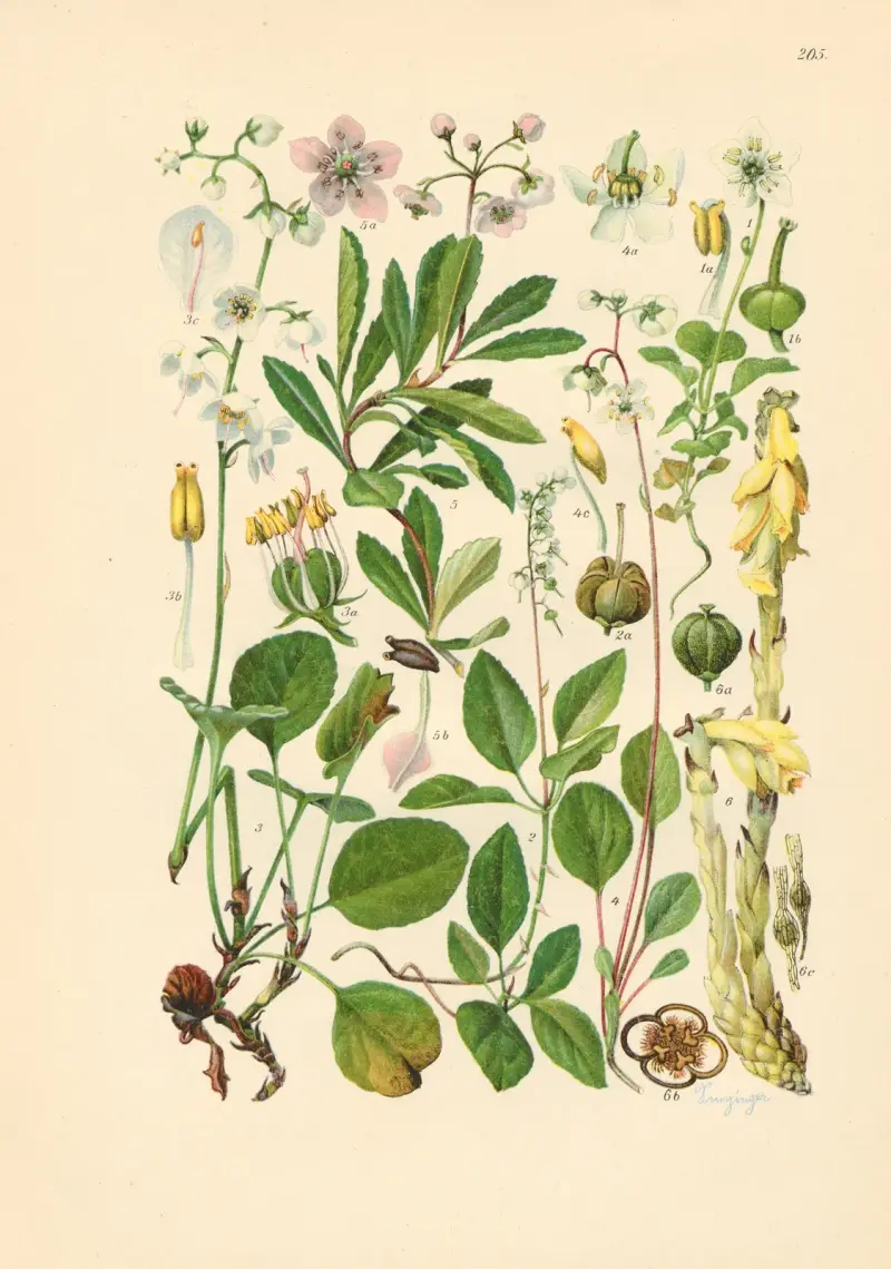 Illustrerad flora från Centraleuropa pl. 205 av Gustav Hegi
