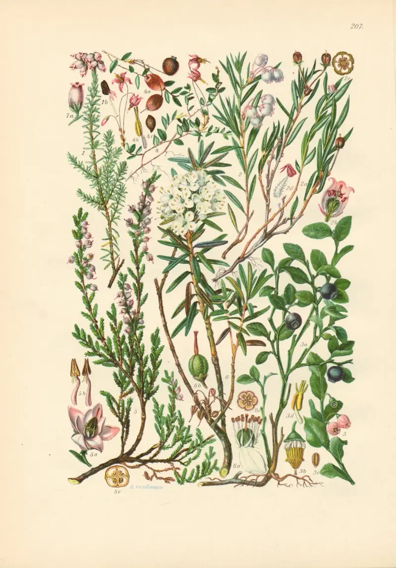 Illustrierte Flora von Mitteleuropa Pl.207 av Gustav Hegi
