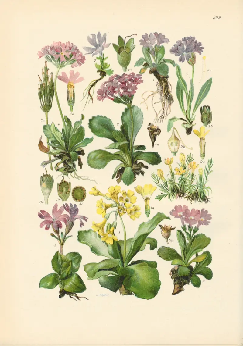 Illustrierte Flora von Mitteleuropa Pl.209 av Gustav Hegi