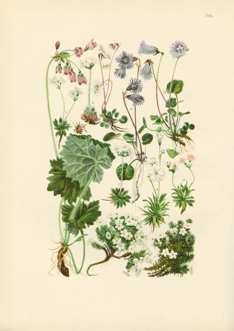 Illustrierte Flora von Mitteleuropa Pl.210 av Gustav Hegi