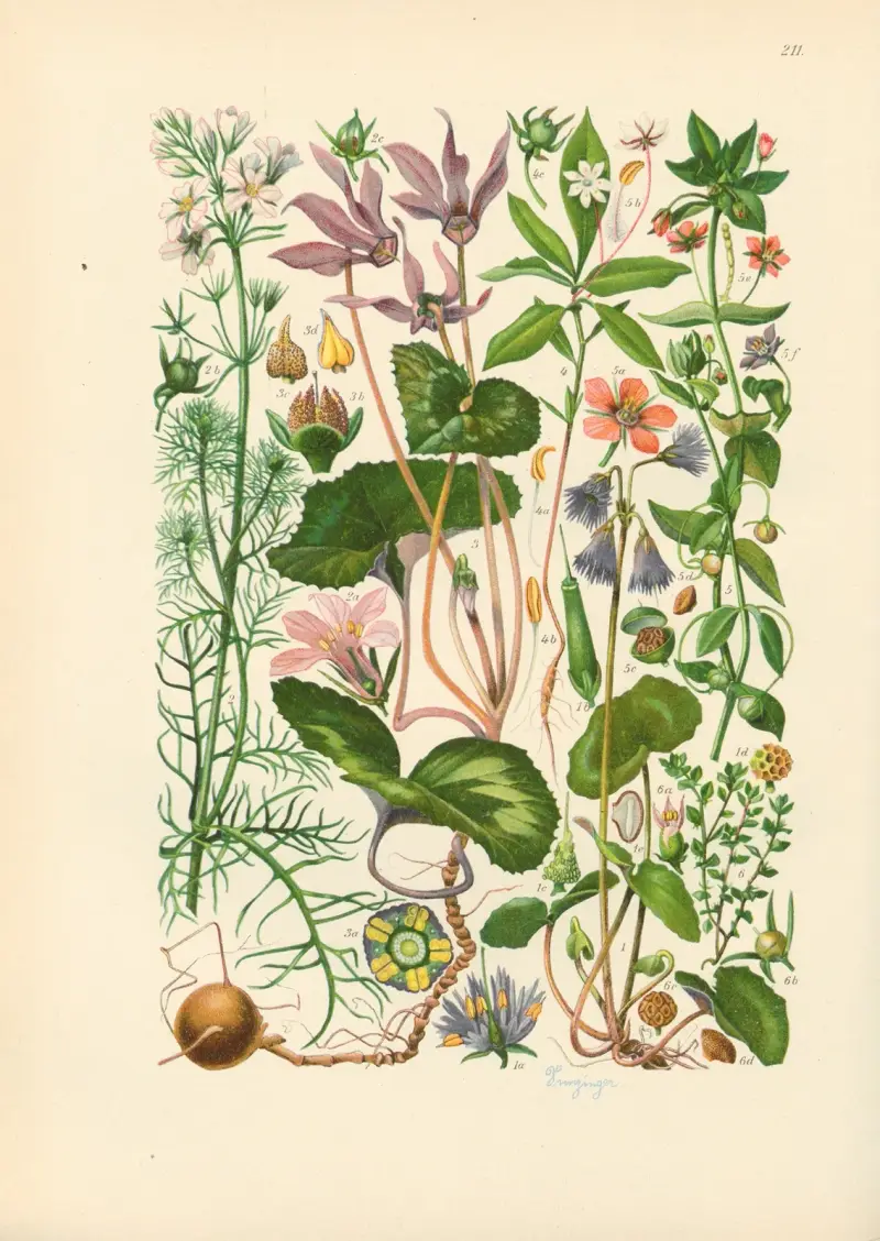Illustrierte Flora von Mitteleuropa Pl.211 av Gustav Hegi