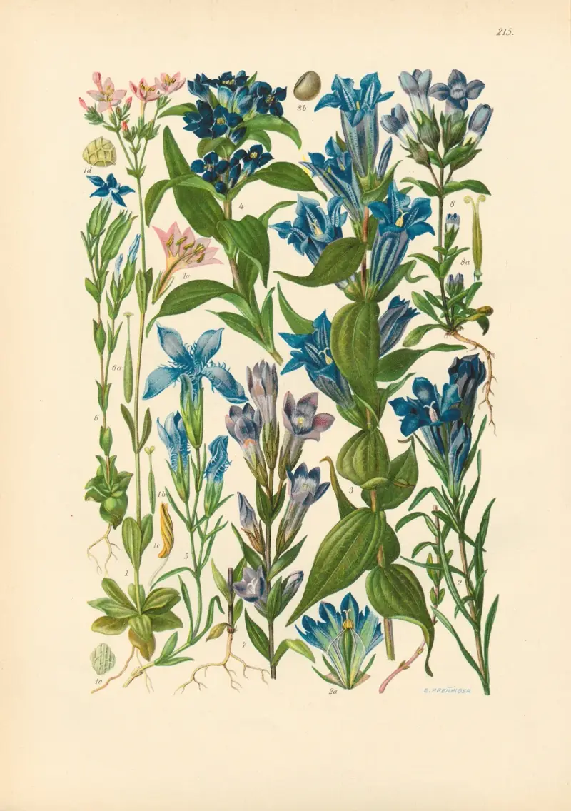 Illustrierte Flora von Mitteleuropa Pl.215 av Gustav Hegi