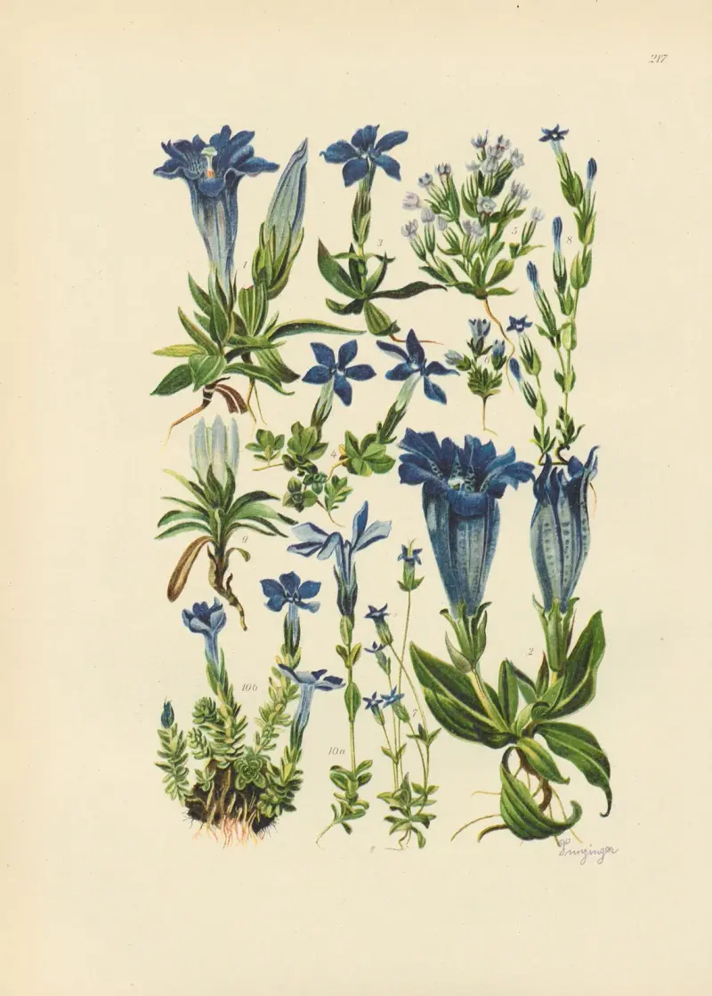 Illustrierte Flora von Mitteleuropa Pl.217 av Gustav Hegi