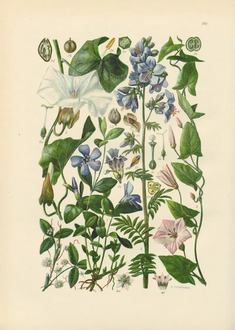 Illustrierte Flora von Mitteleuropa Pl.218 av Gustav Hegi