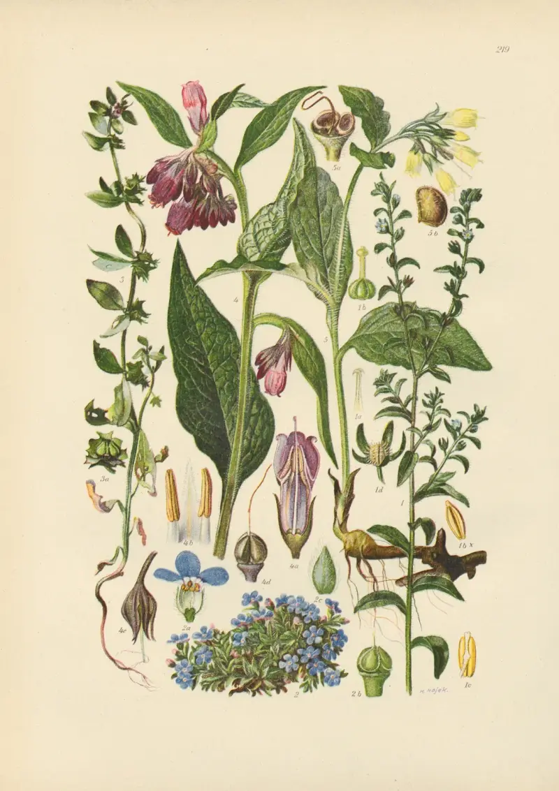 Illustrierte Flora von Mitteleuropa Pl.219 av Gustav Hegi