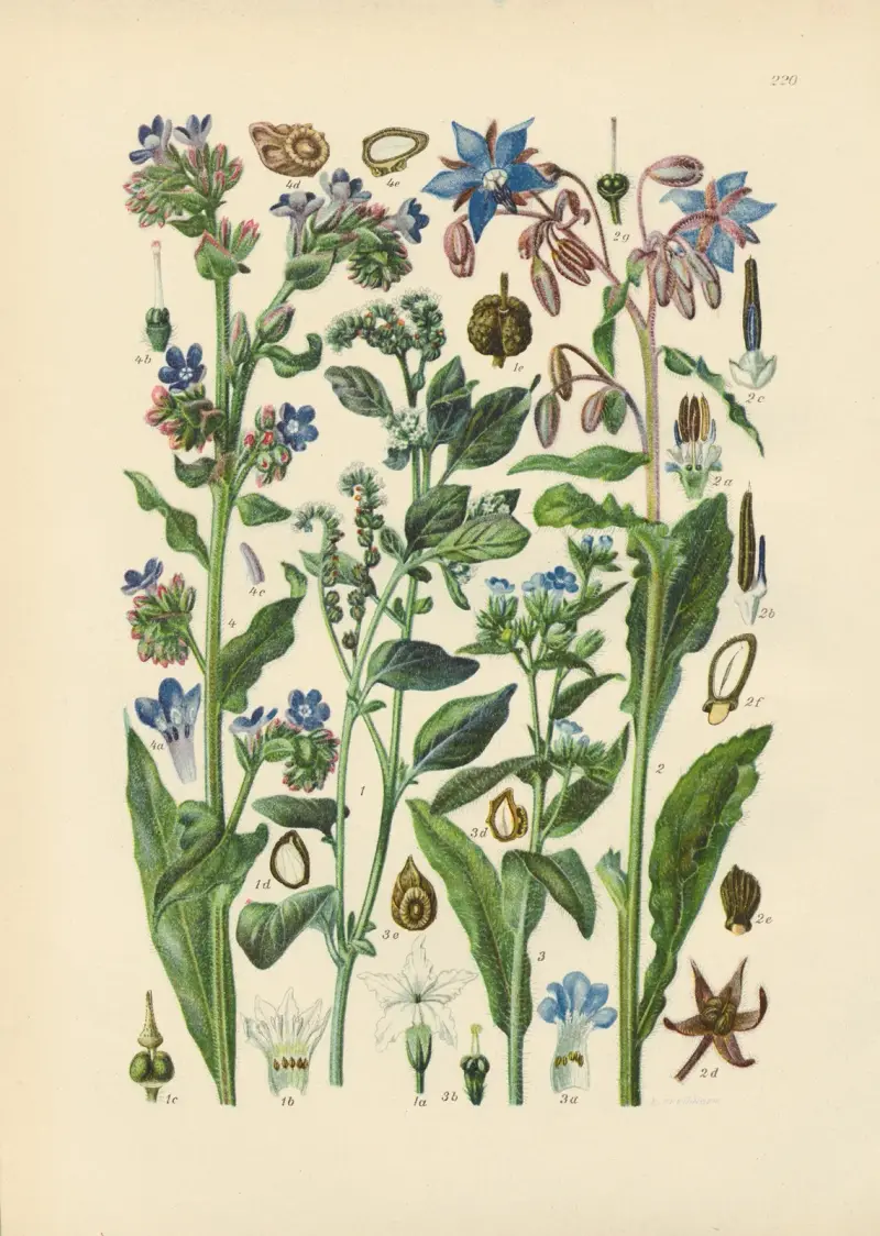 Illustrierte Flora von Mitteleuropa Pl.220 av Gustav Hegi