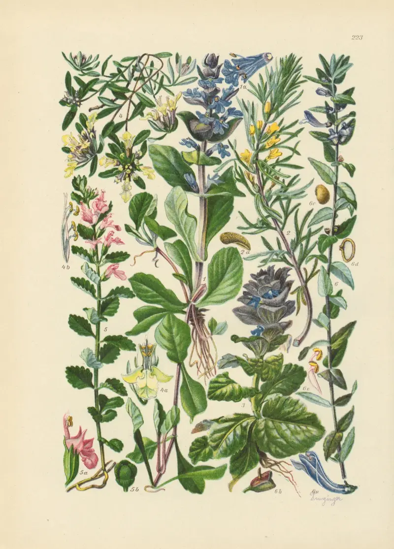 Illustrierte Flora von Mitteleuropa Pl.223 av Gustav Hegi