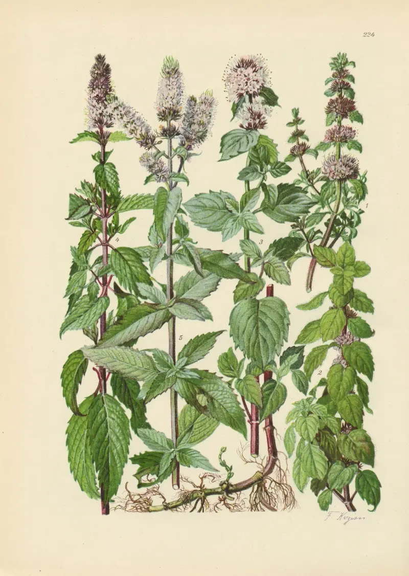 Illustrierte Flora von Mitteleuropa Pl.224 av Gustav Hegi
