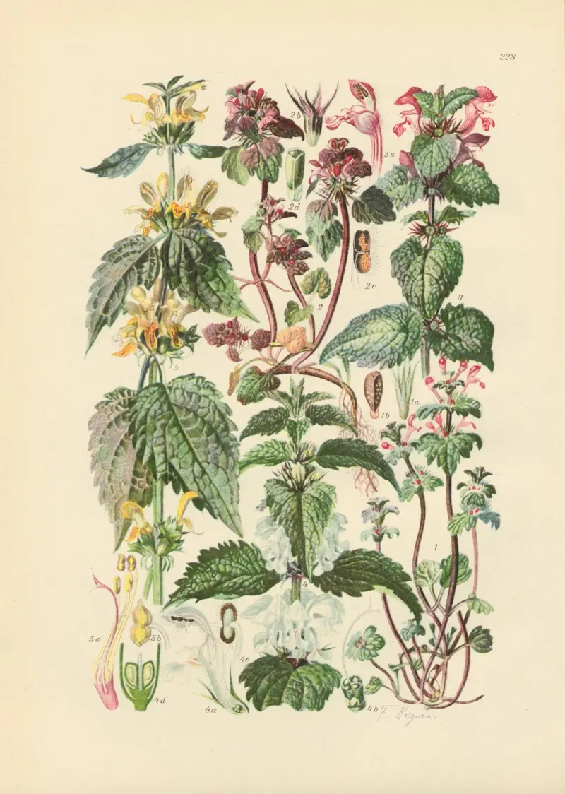Illustrerad flora över Centraleuropa, plansch 228 av Gustav Hegi