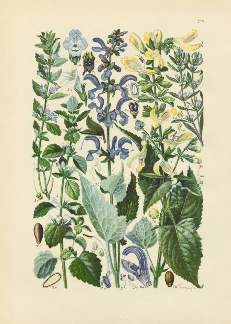 Illustrierte Flora von Mitteleuropa Pl.230 av Gustav Hegi