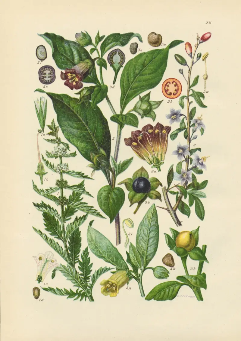 Illustrierte Flora von Mitteleuropa Pl.231 av Gustav Hegi