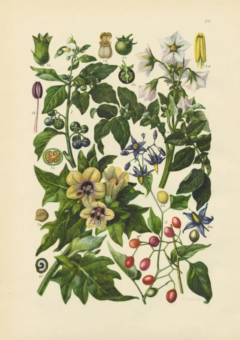 Illustrerad flora från Centraleuropa, plansch 232 av Gustav Hegi