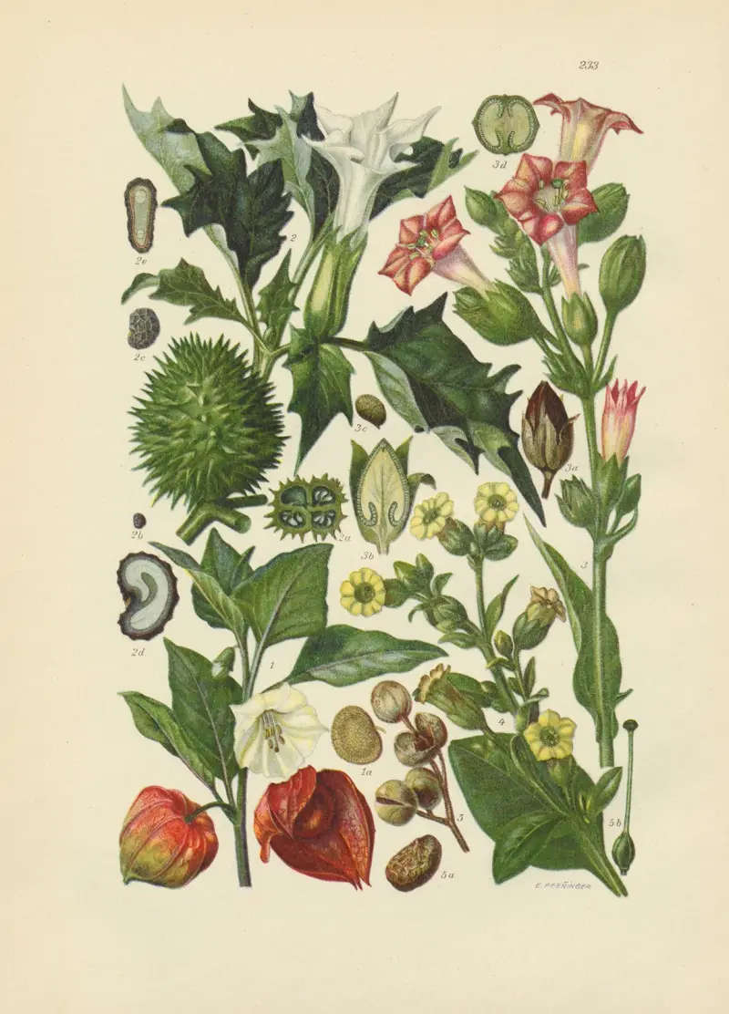 Illustrierte Flora von Mitteleuropa Pl.233 av Gustav Hegi