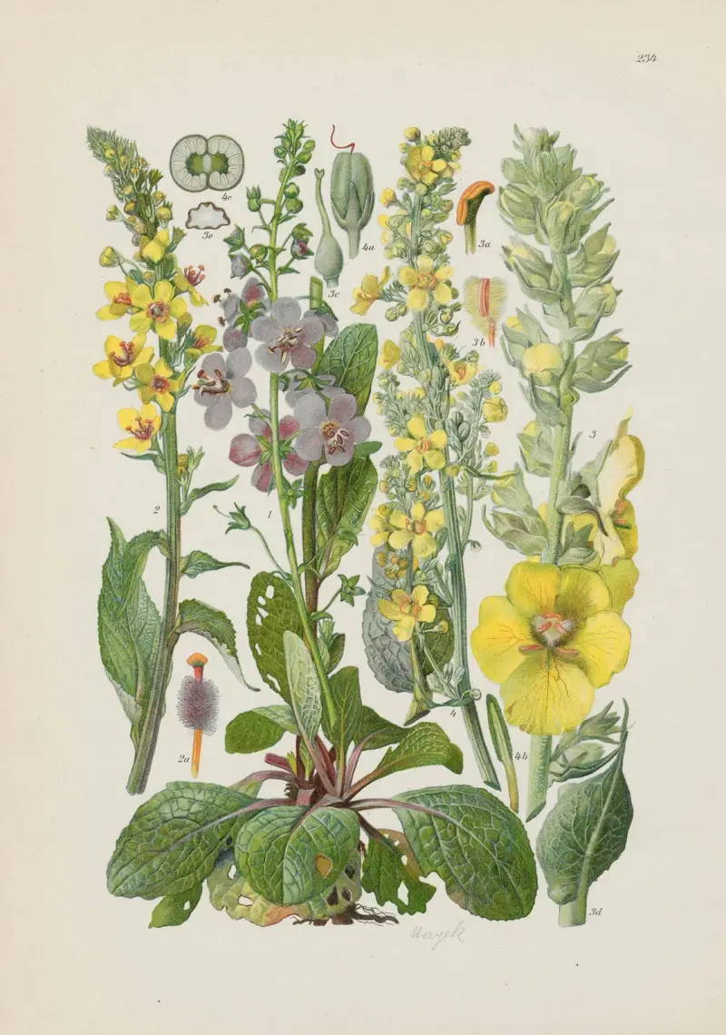 Illustrierte Flora von Mitteleuropa Pl.234 av Gustav Hegi